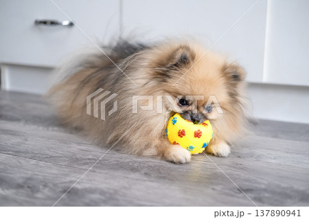 Pameranian Micro Spitz Playing With Ball Pameranian Micro Spitz Playing With Ball 137890941