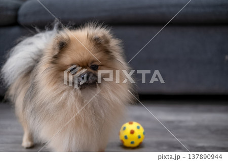 Pameranian Micro Spitz Playing With Ball Pameranian Micro Spitz Playing With Ball 137890944