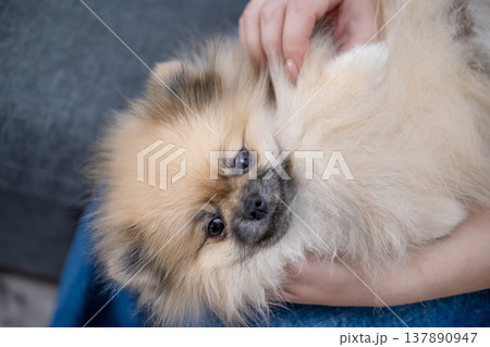 Hands stroking the micro spitz on your lap 137890947
