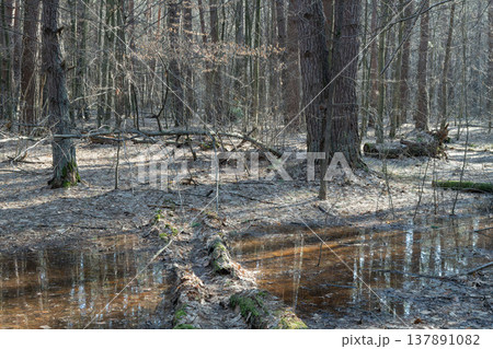 spring landscape with a puddle spring landscape with a puddle 137891082
