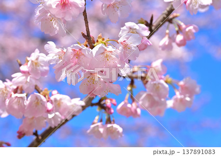 満開の桜 満開の桜 137891083