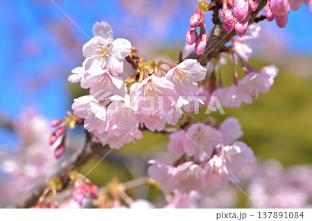 満開の桜 満開の桜 137891084