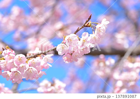 満開の桜 満開の桜 137891087