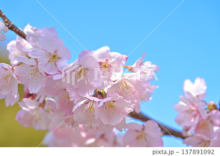 満開の桜 満開の桜 137891092