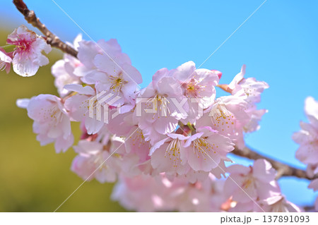 満開の桜 満開の桜 137891093