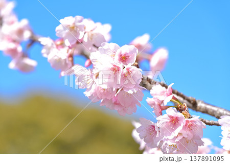 満開の桜 満開の桜 137891095