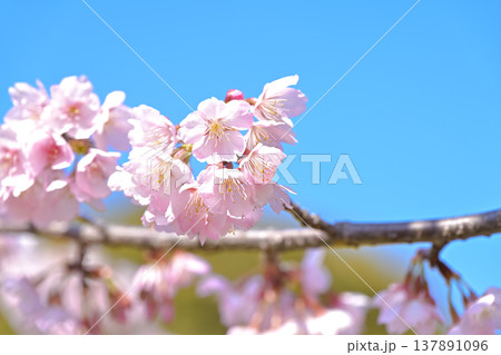 満開の桜 満開の桜 137891096