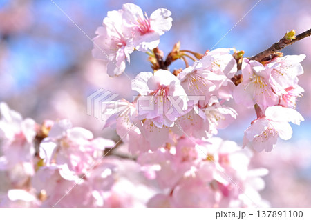 満開の桜 満開の桜 137891100