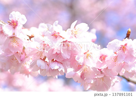 満開の桜 137891101