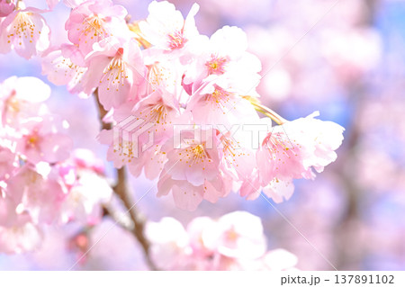 満開の桜 137891102