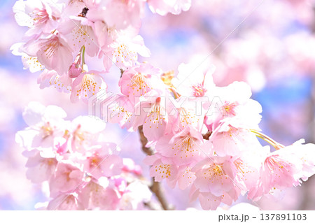 満開の桜 137891103