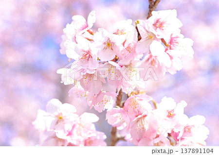 満開の桜 満開の桜 137891104