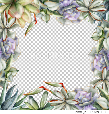 Echeveria rosette succulents, aloe and sansevieria plants, strelitzia flowers edging. Isolated illustration hand drawn in watercolor. Botanical border frame for product tags, zero-waste shop visuals Echeveria rosette succulents, aloe and sansevieria plants, strelitzia flowers edging. Isolated illustration hand drawn in watercolor. Botanical border frame for product tags, zero-waste shop visuals 137891105