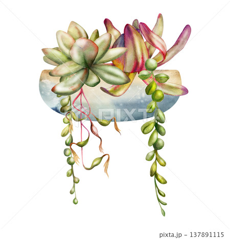 Succulent rosettes, protea bud with hanging greenery vines in ceramic bowl planter container. Isolated illustration hand drawn in watercolor. Wellness spaces, interior styling boards, eco advertising. 137891115