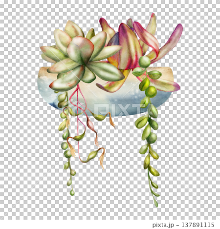 Succulent rosettes, protea bud with hanging greenery vines in ceramic bowl planter container. Isolated illustration hand drawn in watercolor. Wellness spaces, interior styling boards, eco advertising. 137891115