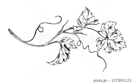 Grapevine, ivy or squash vine. Detailed leaves, curling tendrils. Hand drawn isolated ink vector illustration. Vineyard branding, wine label, harvest festival, food and drink graphics, farmers market. 137891121