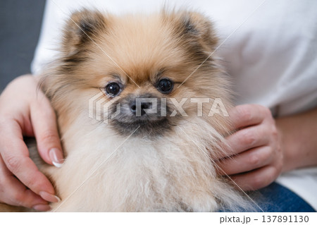 Hands stroking the micro spitz on your lap Hands stroking the micro spitz on your lap 137891130