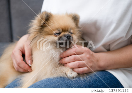 Hands stroking the micro spitz on your lap Hands stroking the micro spitz on your lap 137891132