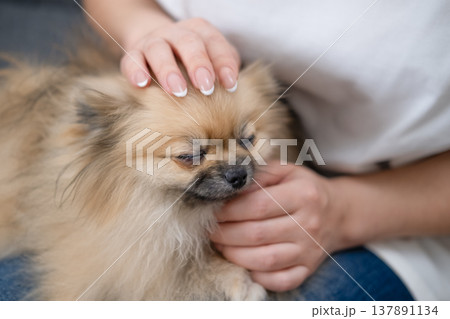 Hands stroking the micro spitz on your lap Hands stroking the micro spitz on your lap 137891134