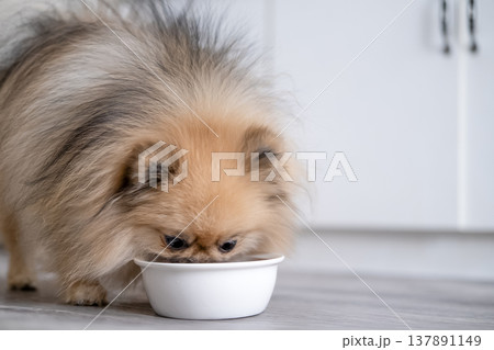 A small Pameranian eats from a bowl 137891149