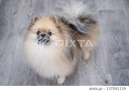 Small Pameranian sitting on the floor 137891159