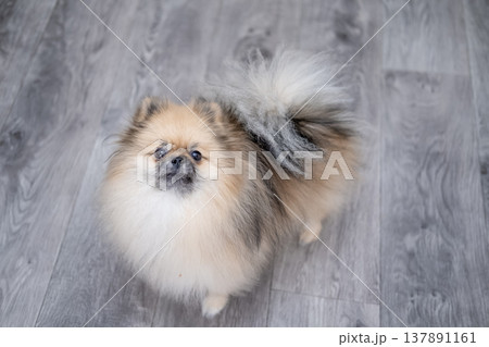 Small Pameranian sitting on the floor 137891161