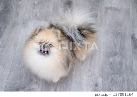 Small Pameranian sitting on the floor Small Pameranian sitting on the floor 137891164