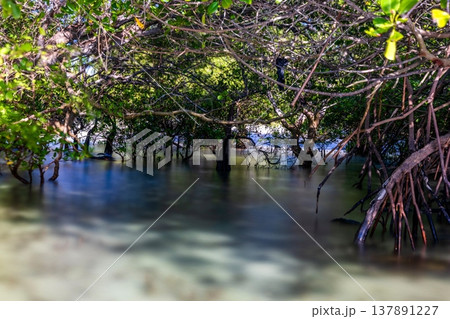 Beautiful tropical beach sea and ocean with mangrove tree on blue sky and white cloud 137891227