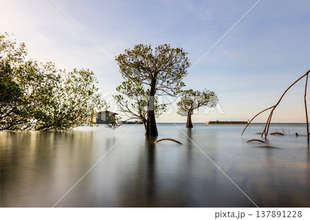 Beautiful tropical beach sea and ocean with mangrove tree on blue sky and white cloud Beautiful tropical beach sea and ocean with mangrove tree on blue sky and white cloud 137891228