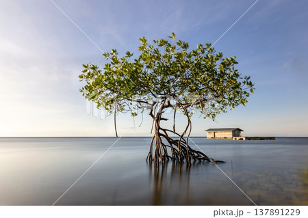 Beautiful tropical beach sea and ocean with mangrove tree on blue sky and white cloud Beautiful tropical beach sea and ocean with mangrove tree on blue sky and white cloud 137891229