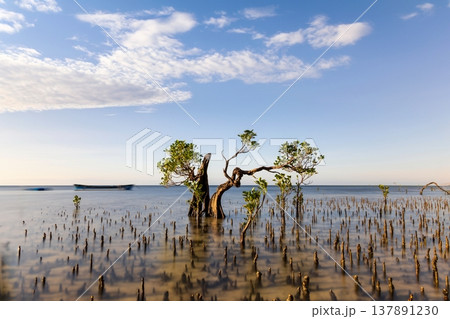 Beautiful tropical beach sea and ocean with mangrove tree on blue sky and white cloud Beautiful tropical beach sea and ocean with mangrove tree on blue sky and white cloud 137891230