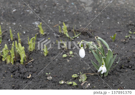 Galanthus nivalis, the snowdrop or common snowdrop are among the first bulbs to bloom in spring. Flowers after the rain on the wet underground. Tender flowers 137891370