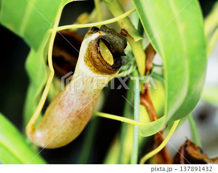 食虫植物ウツボカズラ科イビツウツボカズラ 食虫植物ウツボカズラ科イビツウツボカズラ 137891432