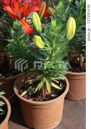 Aesthetic Lily flower plant on pot in farm 137891436