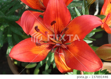 Aesthetic Lily flower plant on pot in farm Aesthetic Lily flower plant on pot in farm 137891446