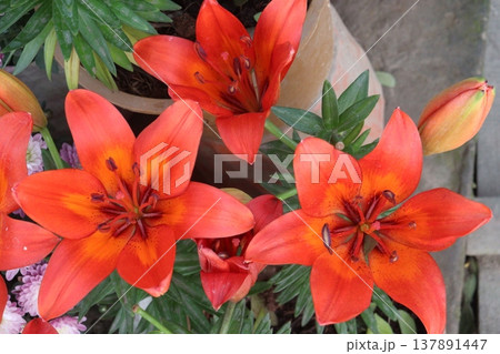 Aesthetic Lily flower plant on pot in farm Aesthetic Lily flower plant on pot in farm 137891447