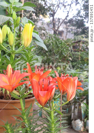 Aesthetic Lily flower plant on pot in farm Aesthetic Lily flower plant on pot in farm 137891451