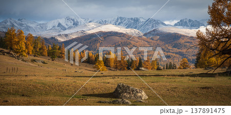 Autumn larch forest and snow capped mountains over golden meadow, wide panoramic landscape scene 137891475