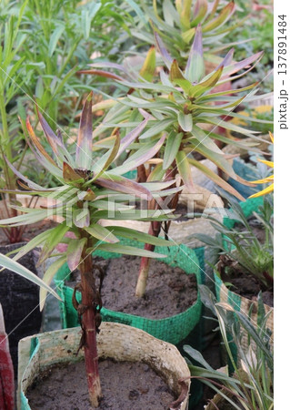 Aesthetic Lily flower plant on pot in farm Aesthetic Lily flower plant on pot in farm 137891484