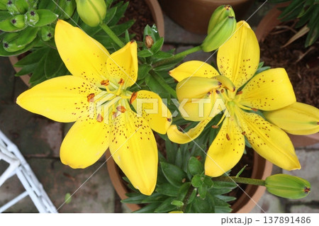 Aesthetic Lily flower plant on pot in farm 137891486
