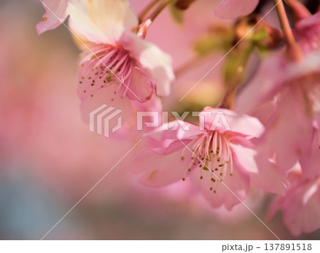 晴れたのに肌寒い3月に美しく咲いた濃いピンク色のサクラ「河津桜(カワヅザクラ)」 晴れたのに肌寒い3月に美しく咲いた濃いピンク色のサクラ「河津桜(カワヅザクラ)」 137891518