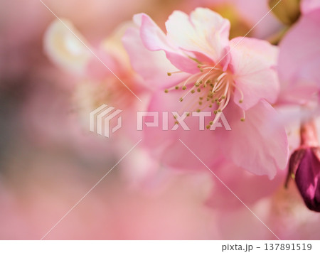 晴れたのに肌寒い3月に美しく咲いた濃いピンク色のサクラ「河津桜(カワヅザクラ)」 晴れたのに肌寒い3月に美しく咲いた濃いピンク色のサクラ「河津桜(カワヅザクラ)」 137891519