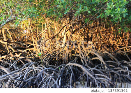 Mangrove tree branches in the forest 137891561
