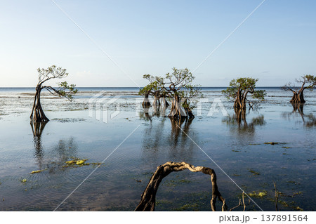Beautiful tropical beach sea and ocean with mangrove tree on blue sky and white cloud Beautiful tropical beach sea and ocean with mangrove tree on blue sky and white cloud 137891564