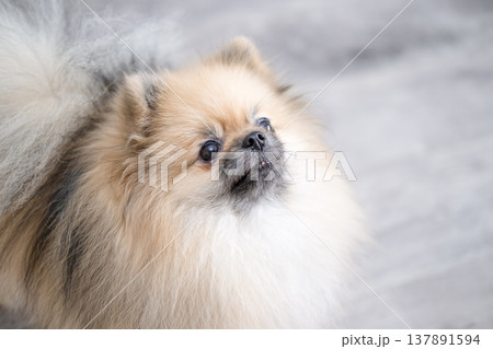 Small Pameranian sitting on the floor Small Pameranian sitting on the floor 137891594