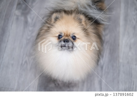 Small Pameranian sitting on the floor Small Pameranian sitting on the floor 137891602