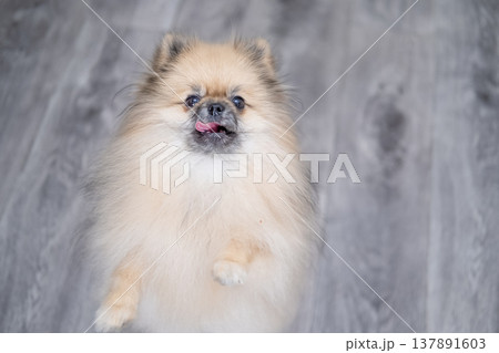 Small Pameranian sitting on the floor Small Pameranian sitting on the floor 137891603