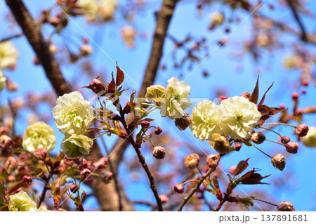 八重桜 園里黄桜 大阪造幣局にて 八重桜 園里黄桜 大阪造幣局にて 137891681