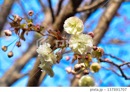 八重桜 園里黄桜 大阪造幣局にて 八重桜 園里黄桜 大阪造幣局にて 137891707