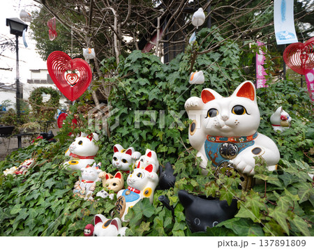 今戸神社の境内に飾られた招き猫　 137891809